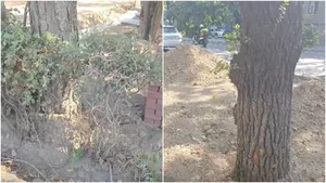 Жители жалуются на отсутствие полива деревьев на бульваре Молодой Гвардии (видео)