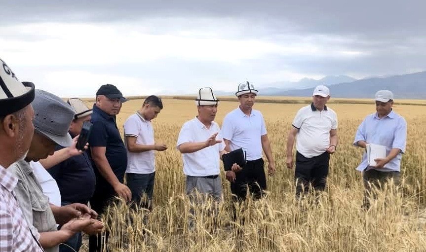 Аграриям Лейлека продемонстрировали разные сорта пшеницы и ячменя