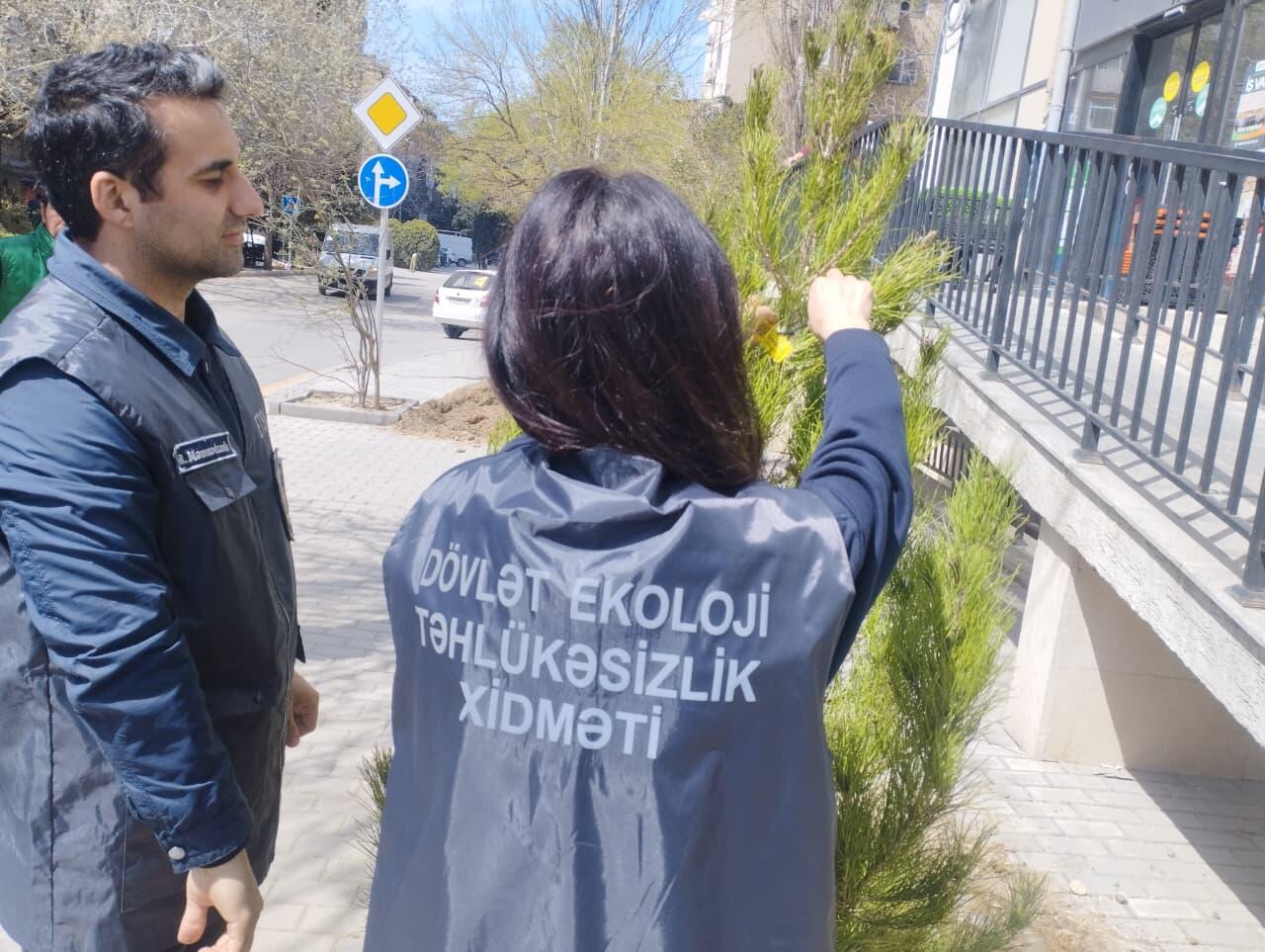 В Баку посадили новые деревья