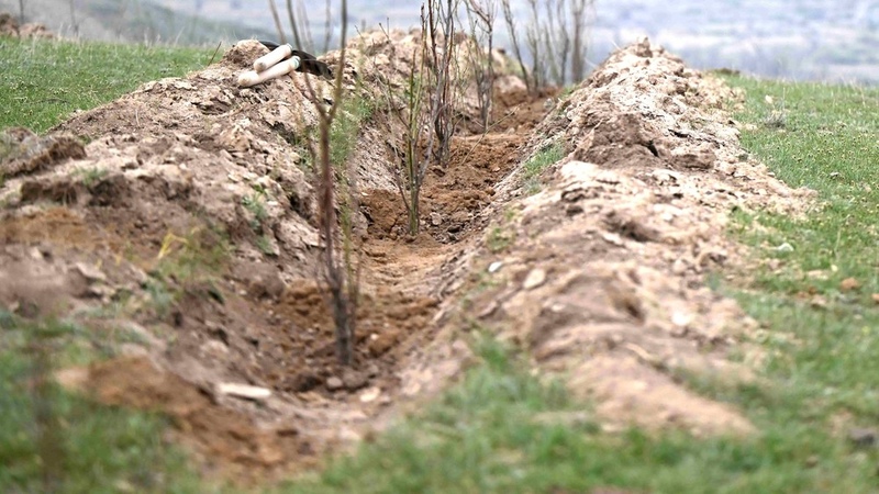 Over 80,000 saplings to be planted in Talas in 2026