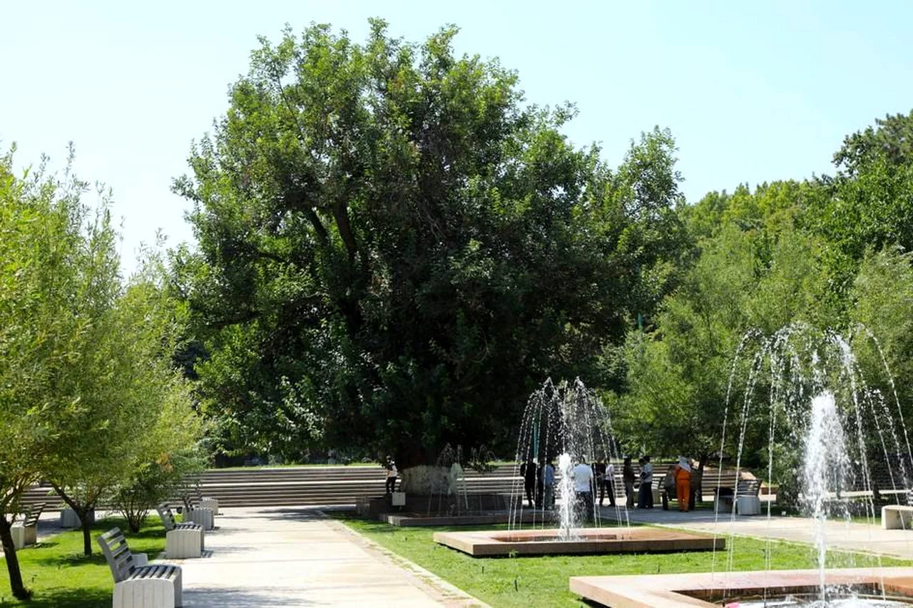 В Ташкенте 350-летнюю шелковицу объявили памятником природы