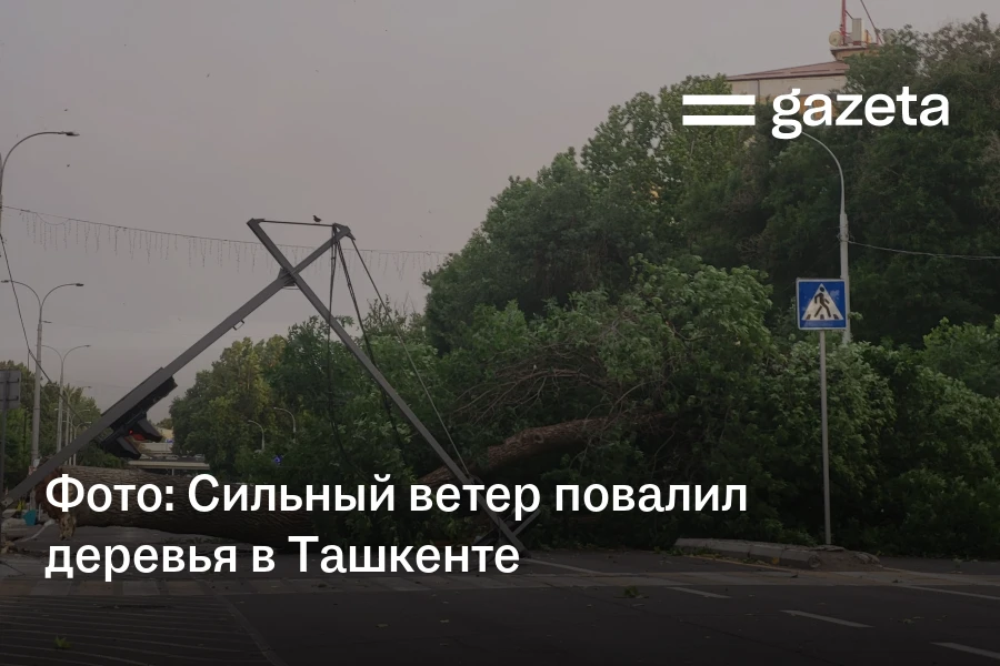 Фото: Сильный ветер повалил деревья в Ташкенте