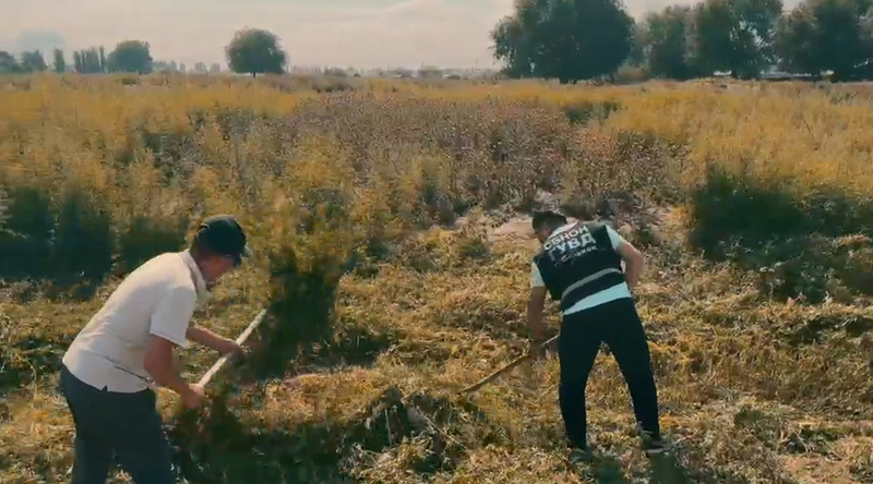3.5 tons of wild hemp destroyed in major Bishkek narcotics crackdown