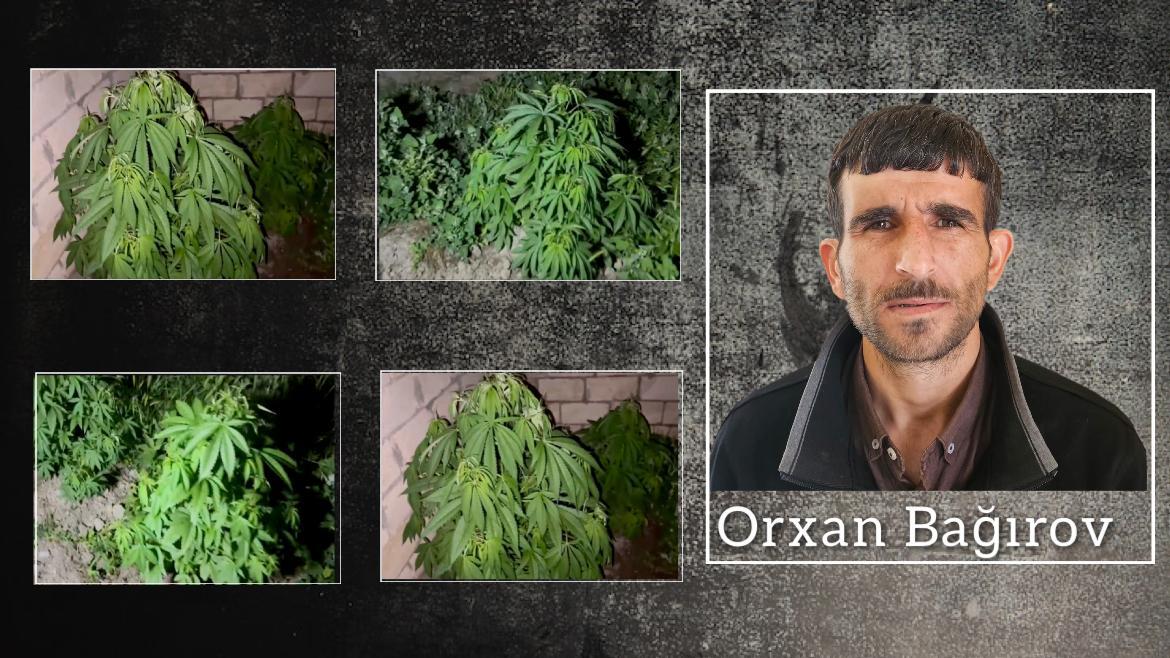 Salyanda çətənə kolları yetişdirən şəxs həbs edilib