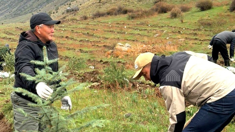 Tien Shan spruce saplings planted in Besh-Tash Nature Park