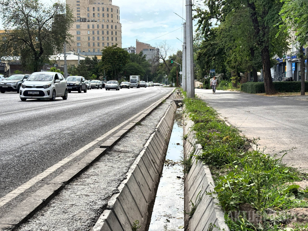 Горожане жалуются на гибель недавно высаженных деревьев на Моссовете (видео)