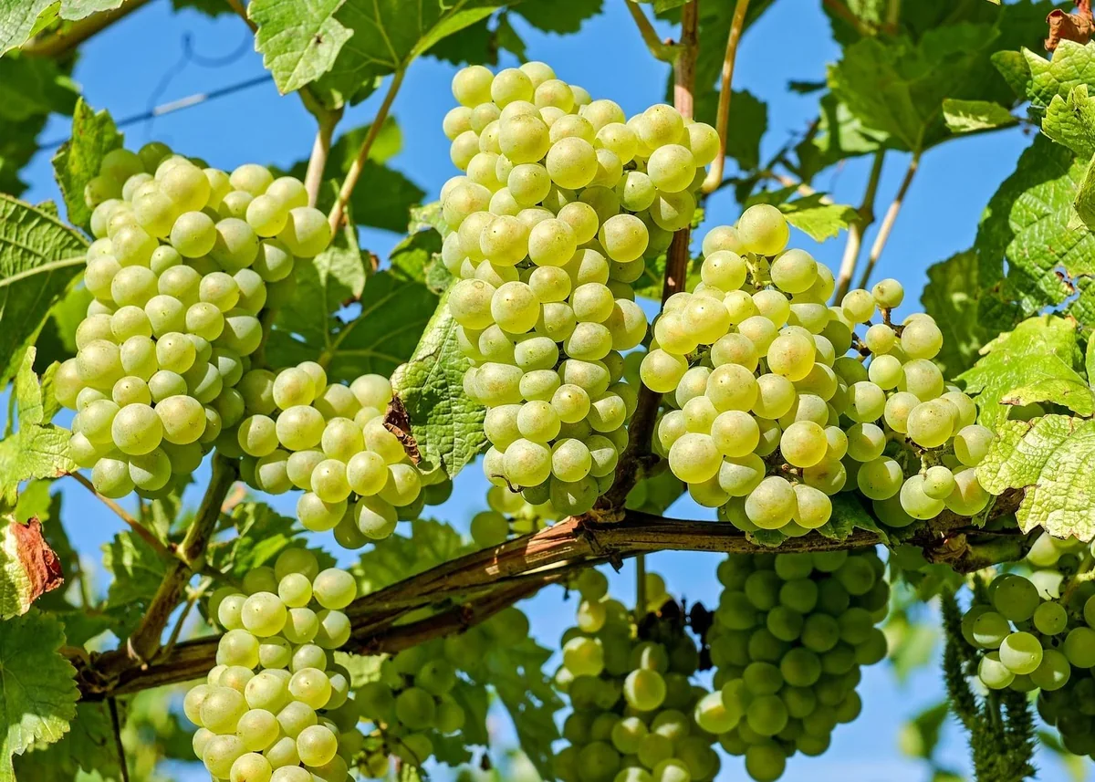 Бразилия получила разрешение на поставки в Азербайджан новой аграрной продукции