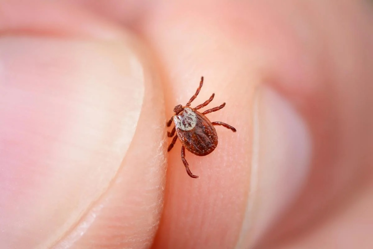 Gənə dişləməsi və borrelioz: