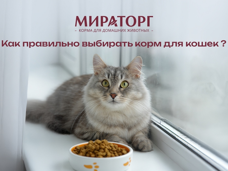 Как правильно выбирать корм для кошек?