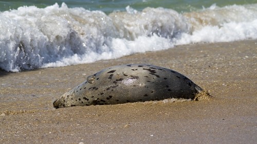 Каспийн тэнгисийн Казахстаны эрэгт 191 далайн хавны цогцос олджээ
