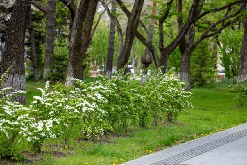 В Бишкеке планируют создать трехуровневое озеленение