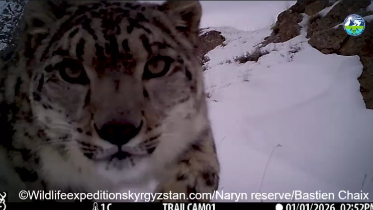 Cameras capture snow leopard in Naryn state nature reserve