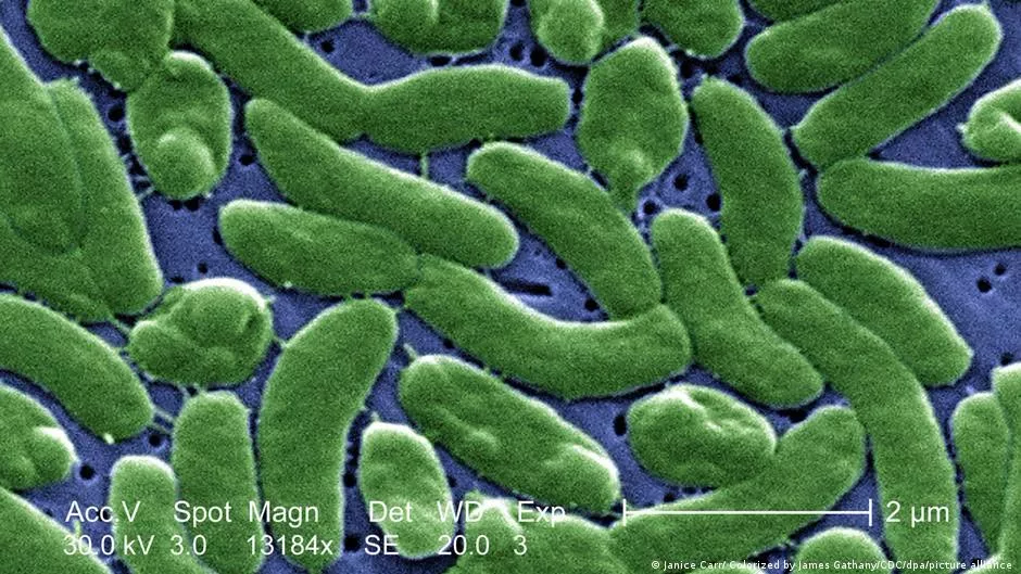 В Испании закрывают пляжи из-за плотоядной бактерии Vibrio