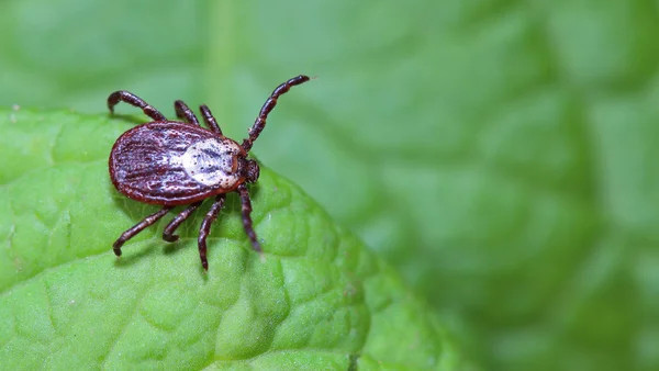 Bishkek health authorities issue tick-borne encephalitis warning as activity rises