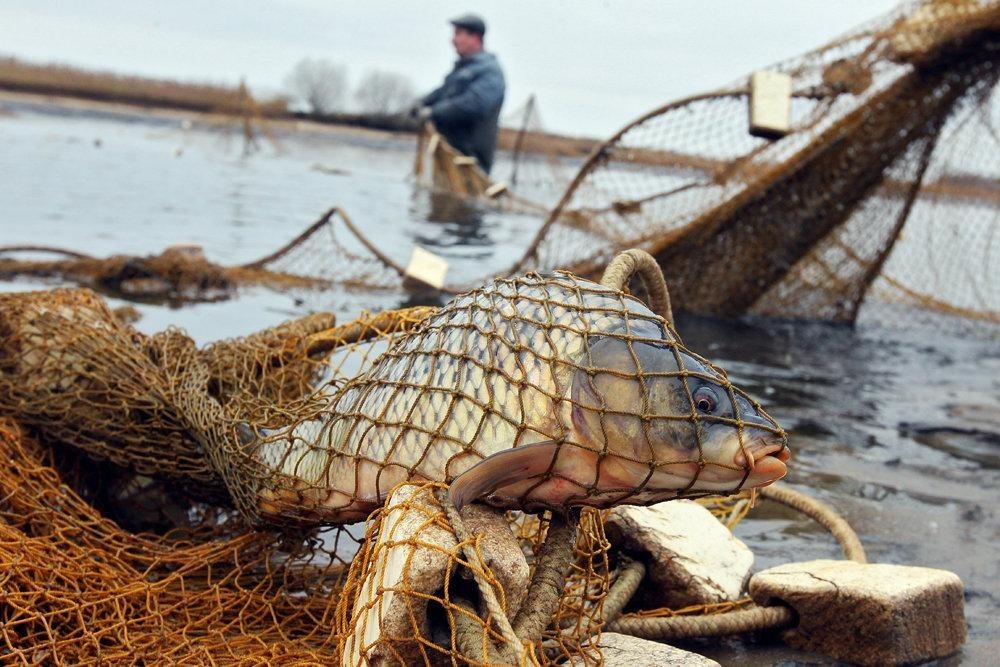 В Азербайджане вводят цифровой учет, квоты и отслеживание рыбной продукции