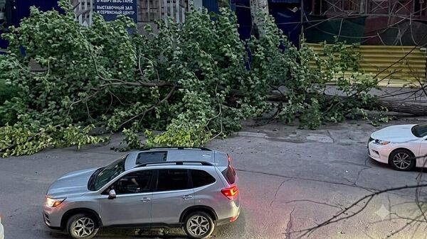 В Бишкеке из-за сильного ветра упали 37 деревьев и повреждены 3 авто