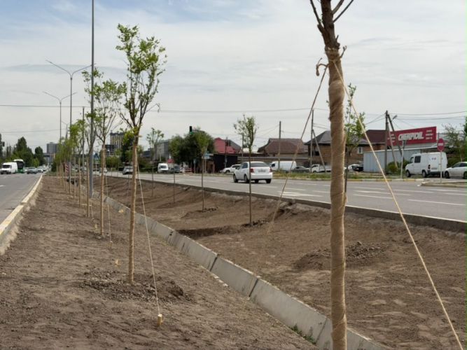 83 large acacia trees planted in Bishkek ahead of SCO summit