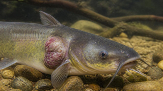 У пресноводных рыб выявили заразный рак