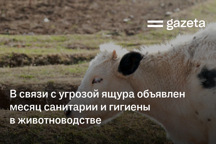 В связи с угрозой ящура в Узбекистане объявлен месяц санитарии и гигиены в животноводстве