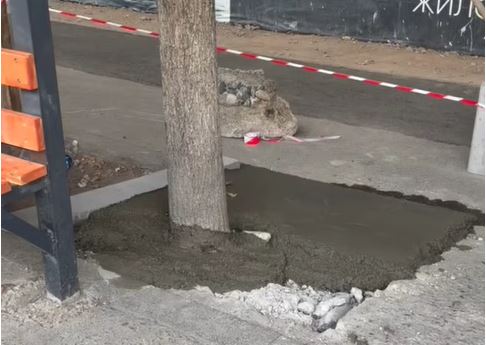 Еще одно дерево в Бишкеке закатали в асфальт