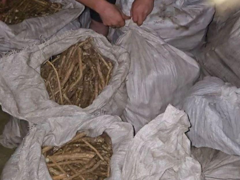 В КР намерены ввести наказание за незаконный оборот редких растений и животных