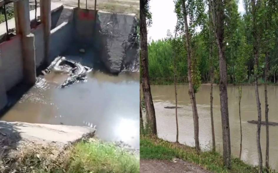 В Большом Ферганском канале не нашли крокодилов