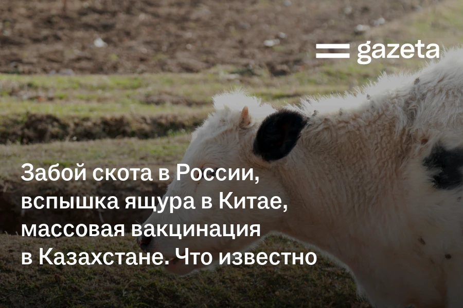 Забой скота в России, вспышка ящура в Китае, массовая вакцинация в Казахстане. Что известно