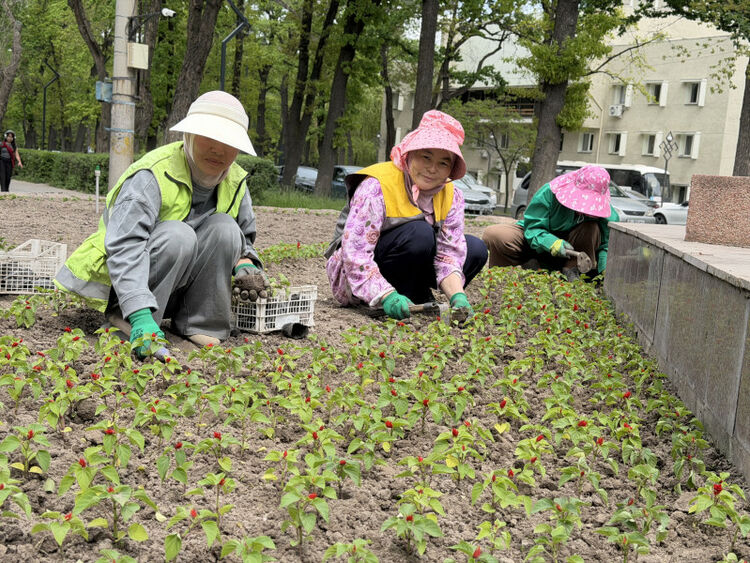 Two million flowers to be planted in Bishkek