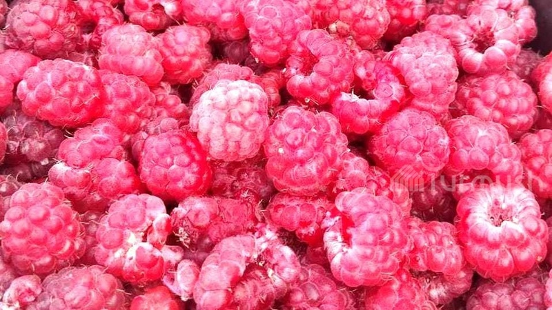 Raspberry season begins in Chui region markets