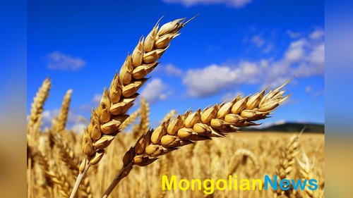 Жара диктует свои правила: монгольские фермеры вынуждены экстренно переносить сроки жатвы