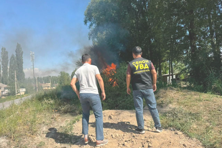 За пять дней в Ошской области уничтожили более 2 тонн конопли