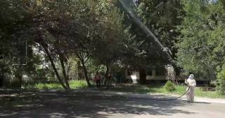 Зеленый дозор: как спасали платаны ташкентской махалли «Биллур»