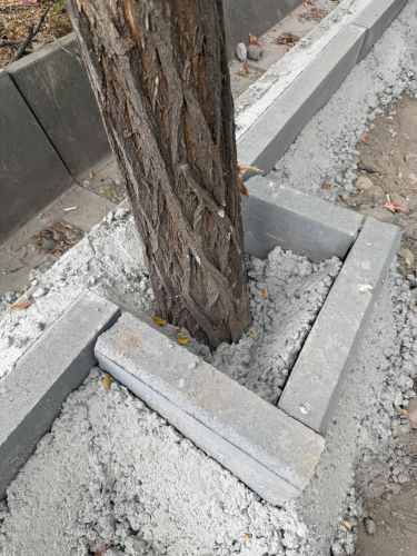 На улице Усенбаева в Бишкеке деревья закатали в бетон. Подрядчик оштрафован