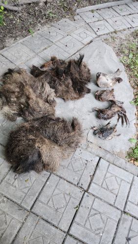 Poacher pays 212,000 soms fine for illegal hunting of wild animals