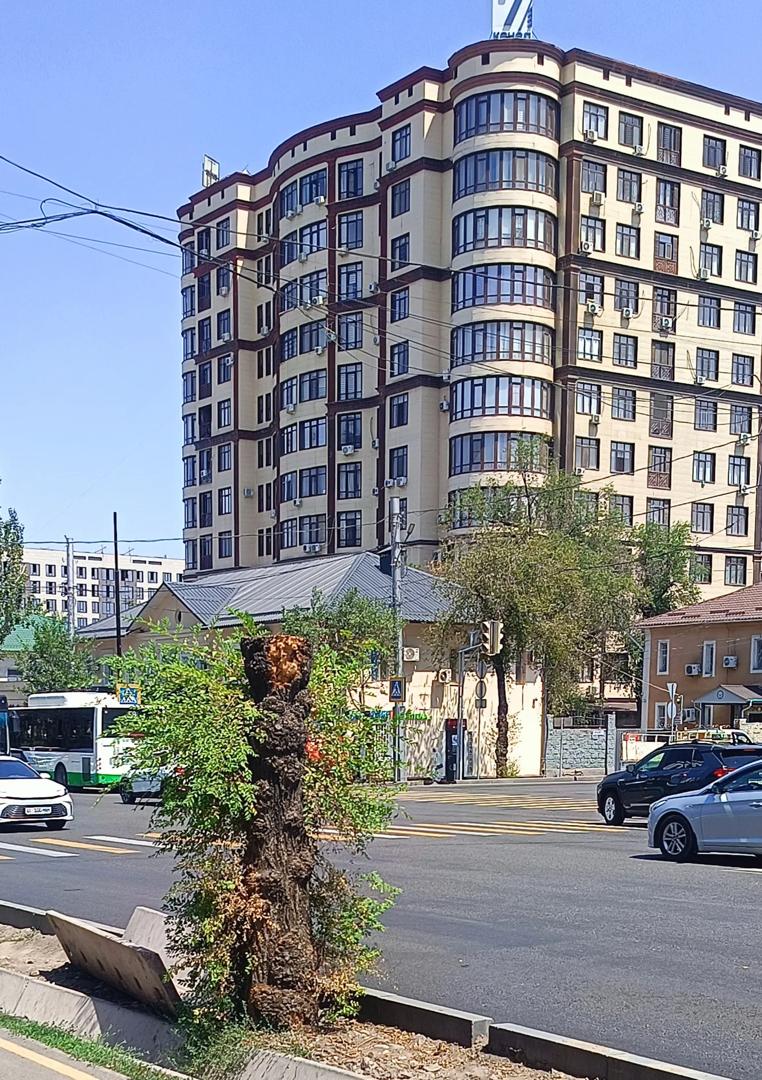 Фото дня. Озеленение по-бишкекски