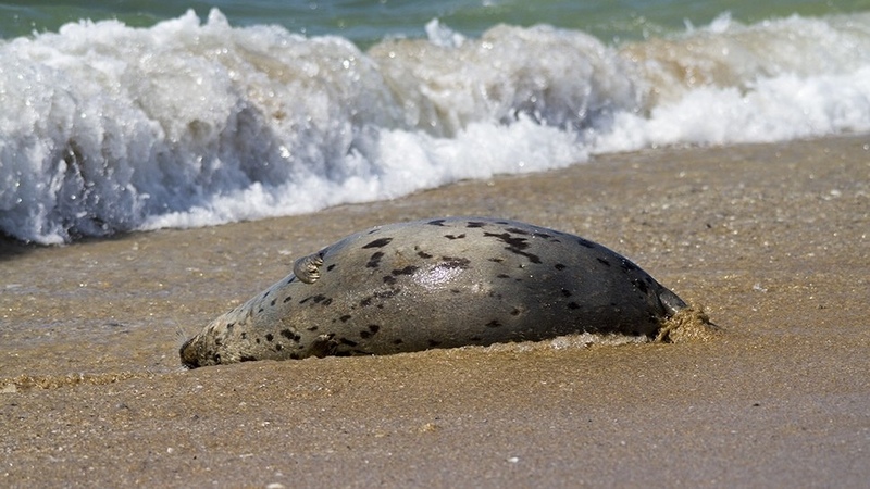 191 dead seals found on Kazakh coast of Caspian Sea