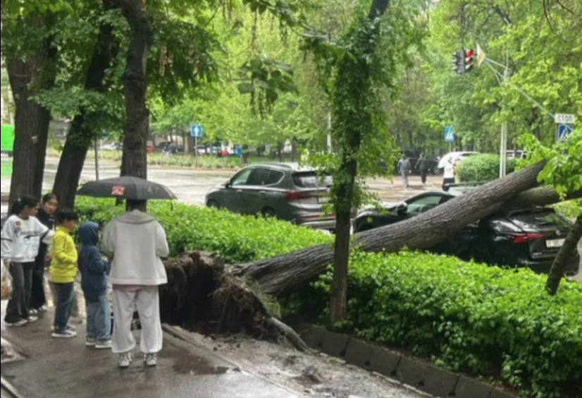 Упавшее дерево на бульваре Эркиндик сломало женщине плечо