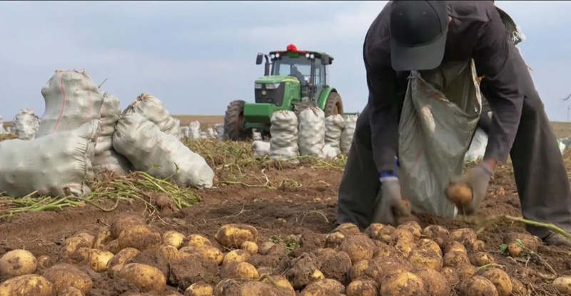 Agriculture Minister refutes claims of "harmful" potato imports from China