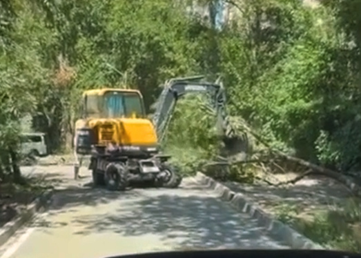 Call-центр: горожане вновь пожаловались на вырубку деревьев