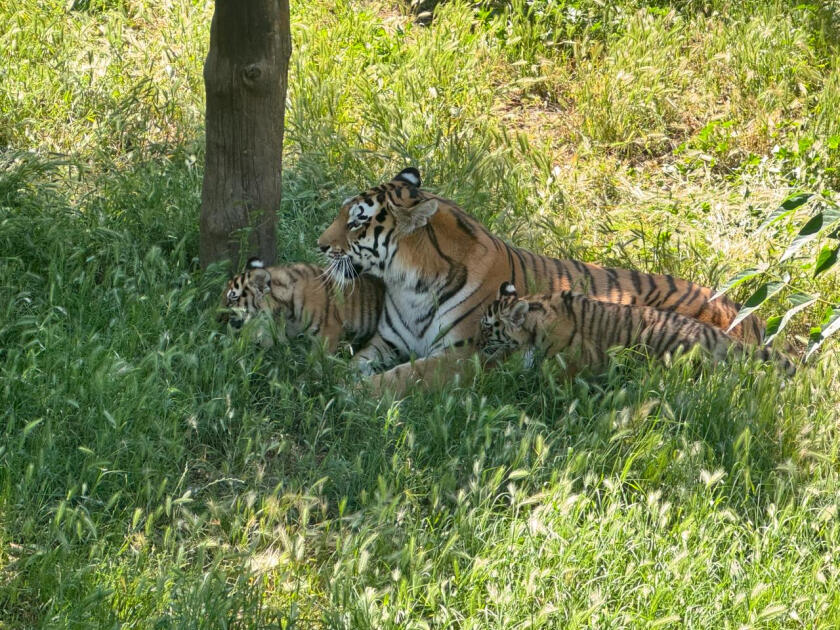 Bakı Zooloji Parkında Amur pələngi balaları dünyaya gəlib