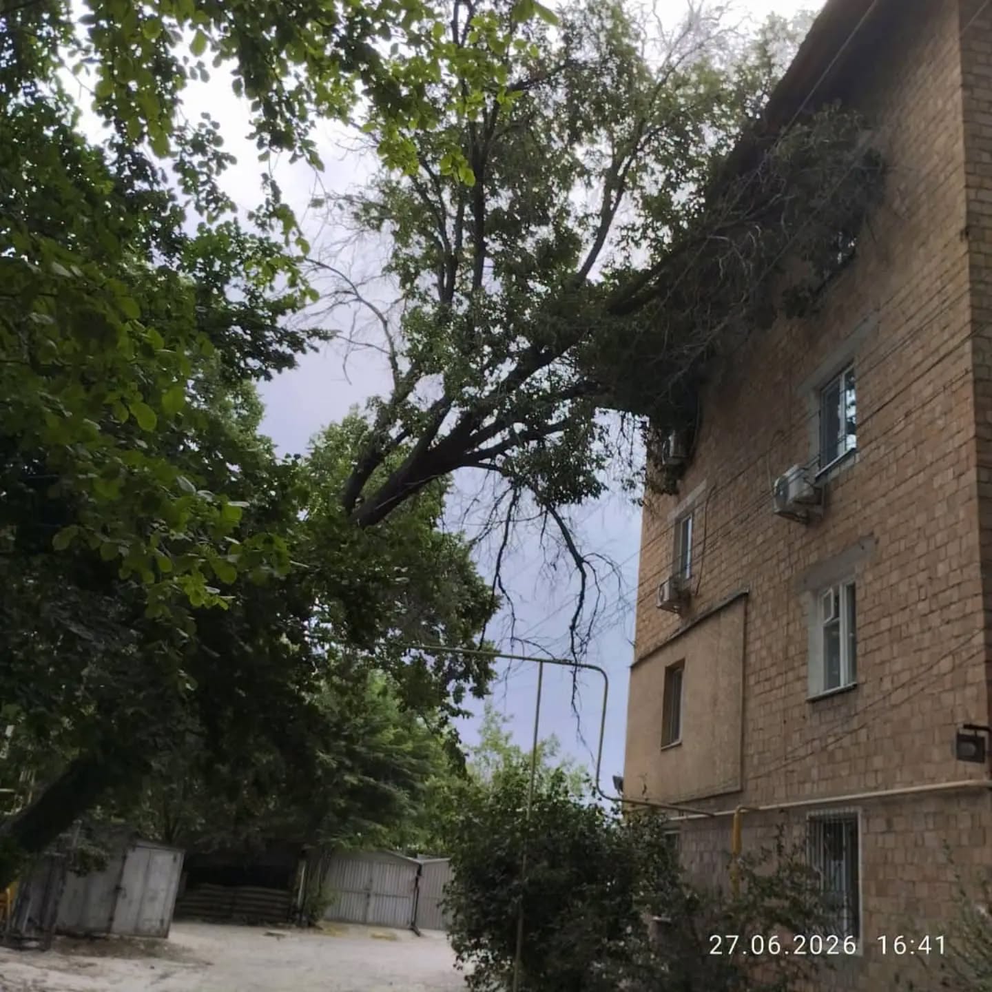 В селе Аламедин дерево рухнуло на дом после повреждения корней