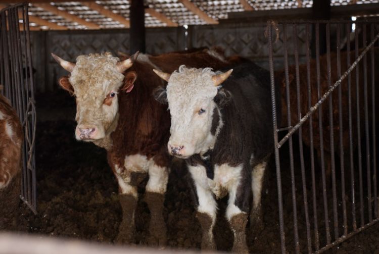Kyrgyzstan reduces cattle purchases by 73.4 percent