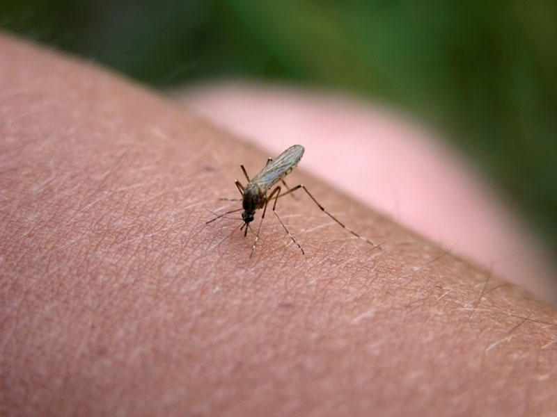 Gürcüstanda təhlükəli virus aşkarlandı