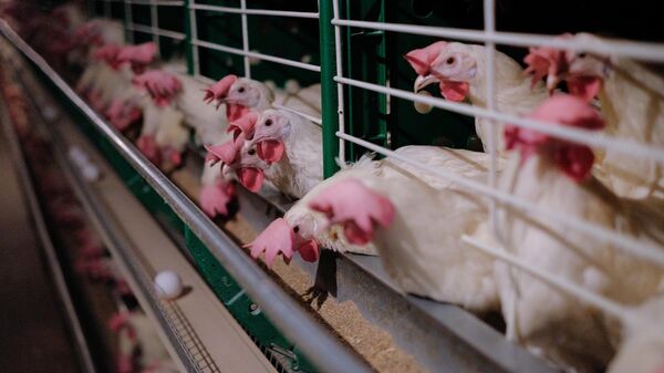 На сколько увеличилось производство сельхозпродукции в странах ЕАЭС в 2026 году