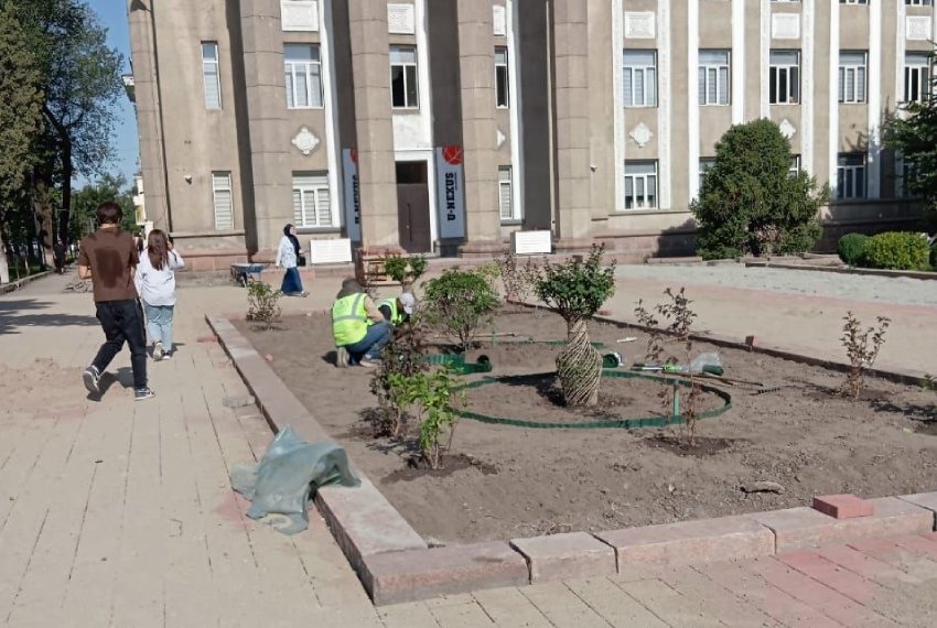Бишкекчанка возмутилась уничтожением клумбы с розами на проспекте Чуй