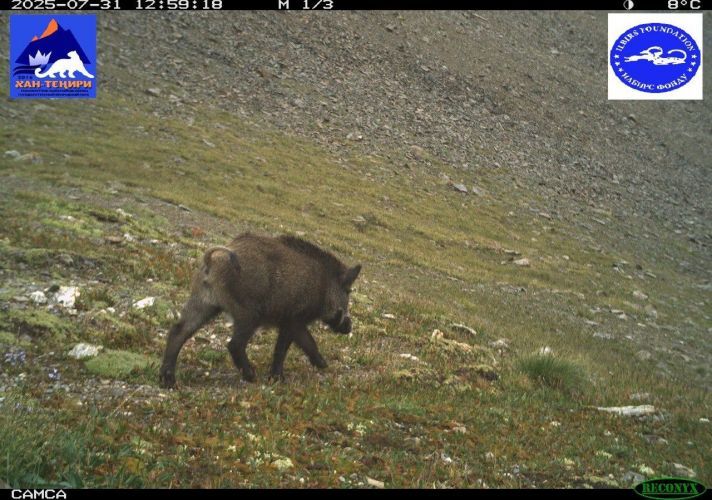 Camera traps capture snow leopards, lynxes, and wolves in Alai district