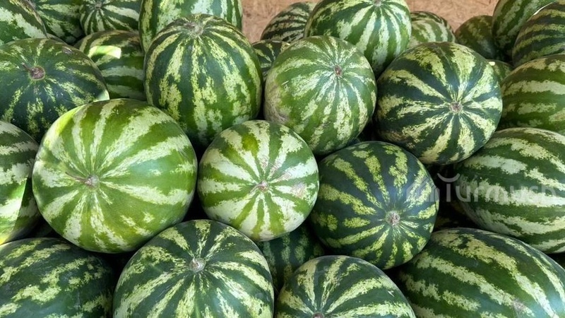 Kyrgyz Agriculture Ministry shares tips on how to choose a ripe and tasty watermelon