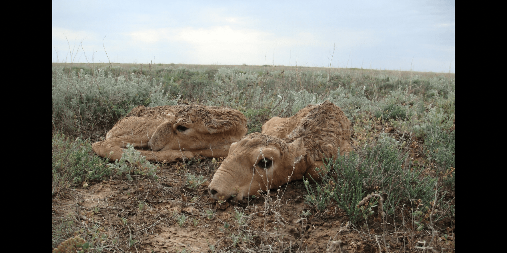 UNDP Opinion: Central Asia – Shared Wildlife, Shared Landscapes, Shared Responsibility