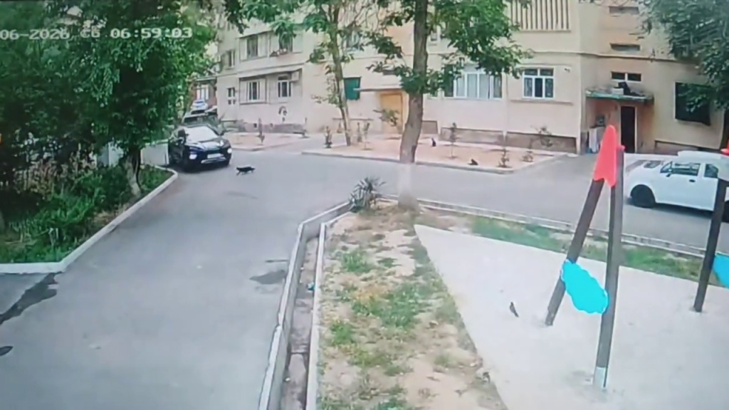 "Убивал и буду убивать". В Ташкенте наказали мужчину за наезд на кошку. Видео