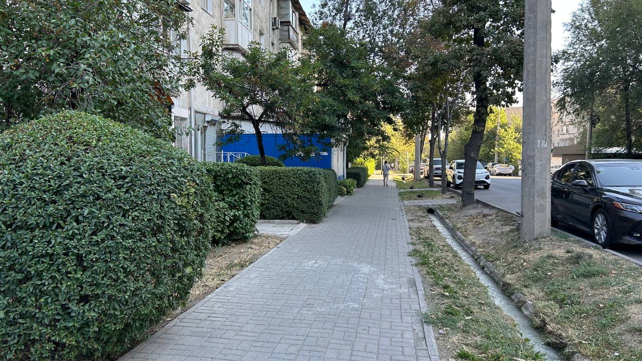 Озеленение по-бишкекски. Как ухаживают за деревьями бизнес и мэрия в одном фото